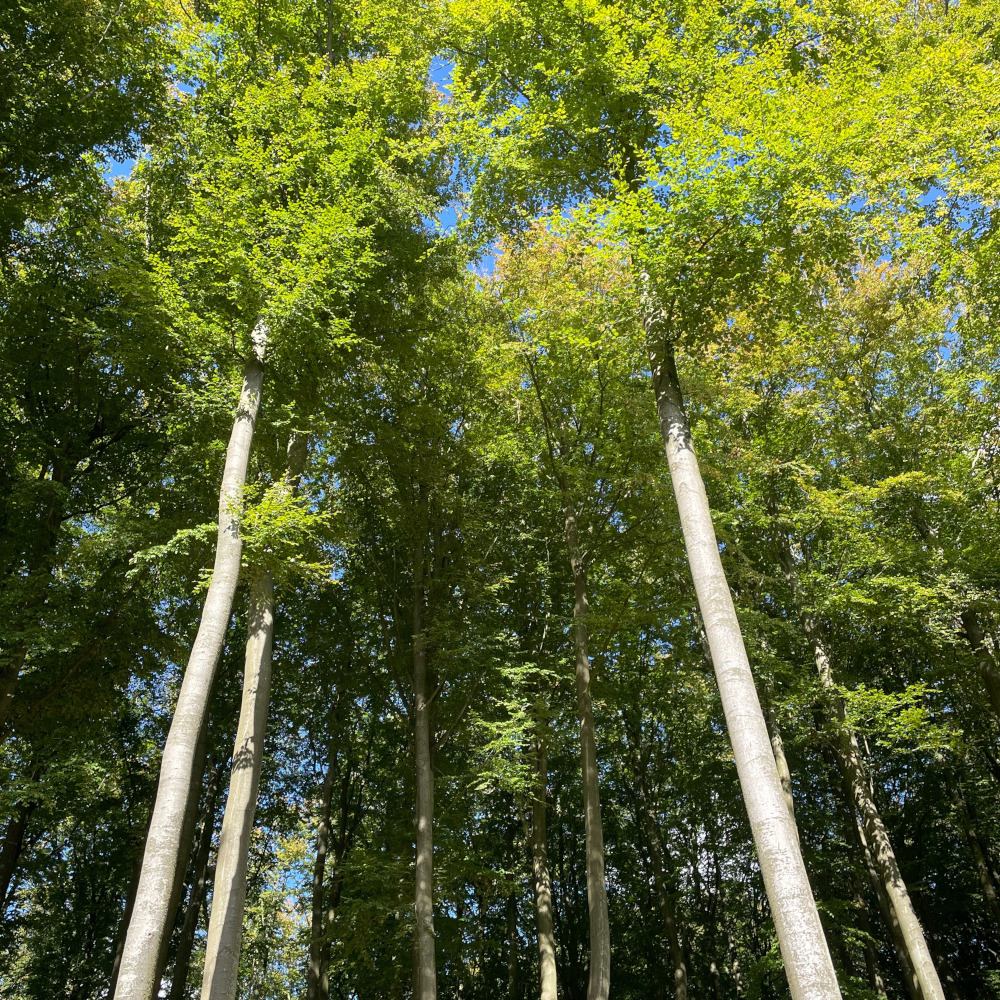 beukenbos Rügen