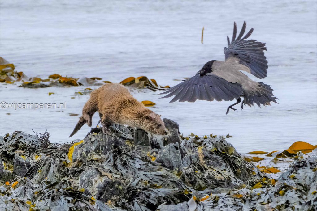 otter en bonte kraai