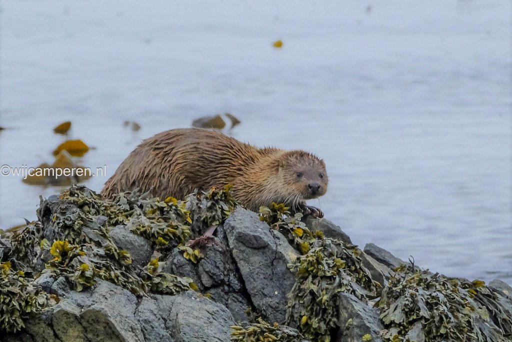 Eutopese otter