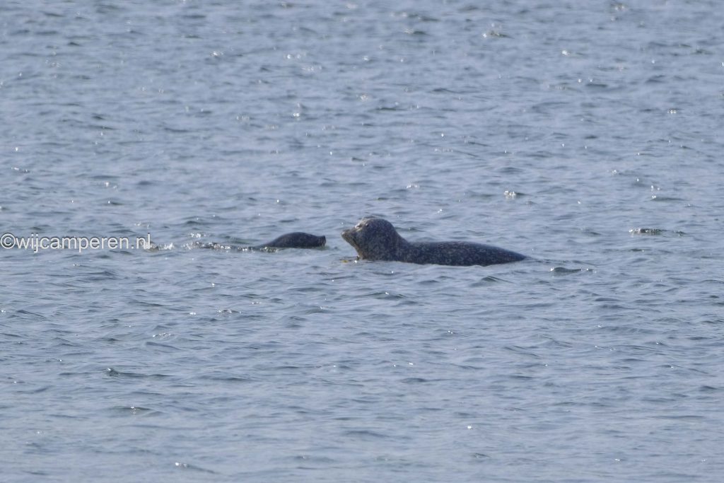 zeehonden