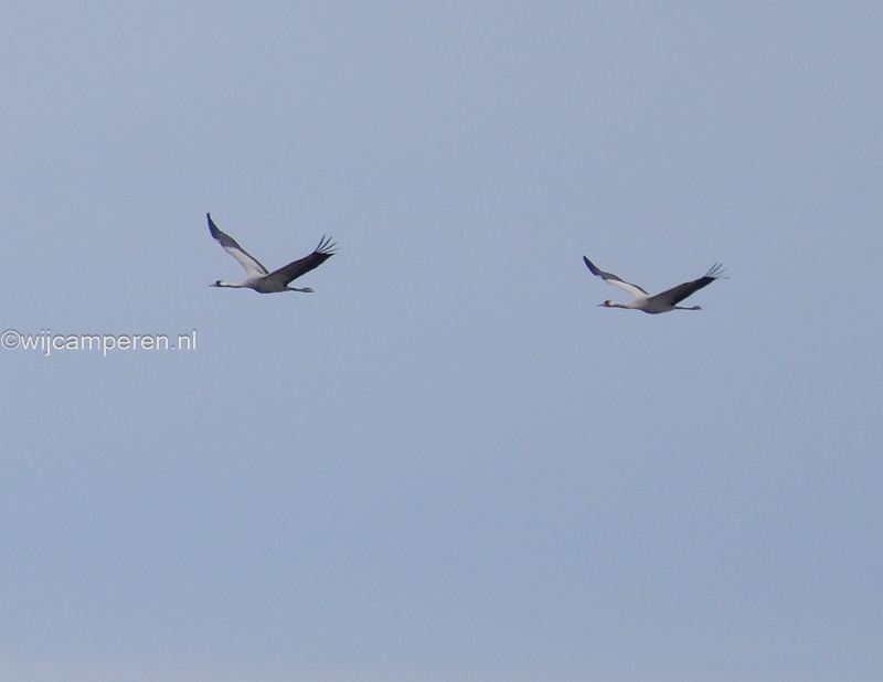 kraanvogels