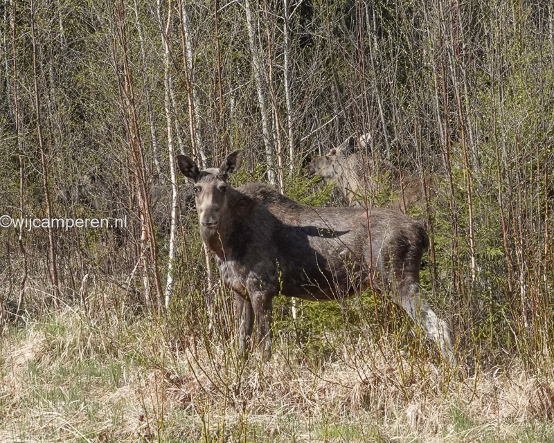 eland