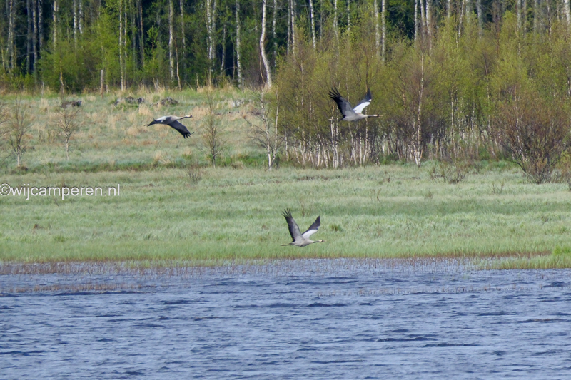 kraanvogels